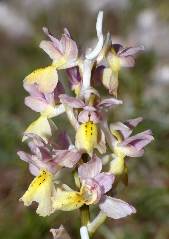 Marsica 2022, Monte Girifalco e Monte Arunzo  Le orchidee e la storia.